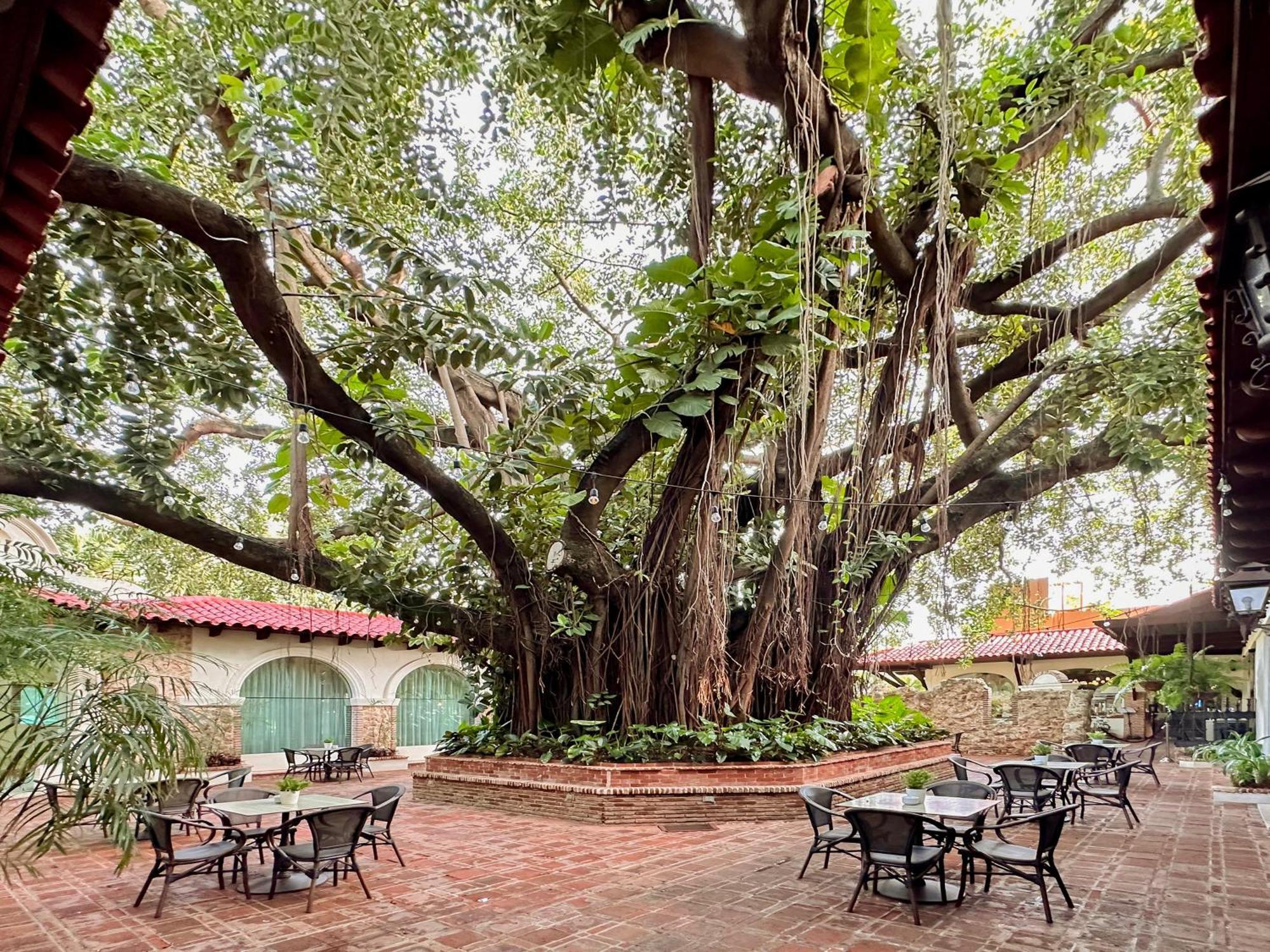 El Embajador, A Royal Hideaway Hotel Santo Domingo Zewnętrze zdjęcie The Banyan Tree at the Banyan Resort